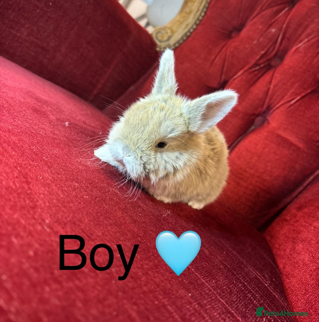 Mini Lop rabbits for sale: Full bred Mini lop babies  - Advert 2