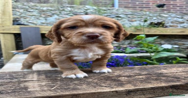 Cocker Spaniel dogs in Emsworth - Advert 12
