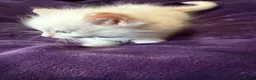 Ragdoll cats for sale: Rare flame point boy pure bred white fur blue eyes - Advert 5