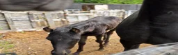 Arabian horse horses for sale: READY to Reserved ! REGISTERED BLACK ARAB COLT  - Advert 4