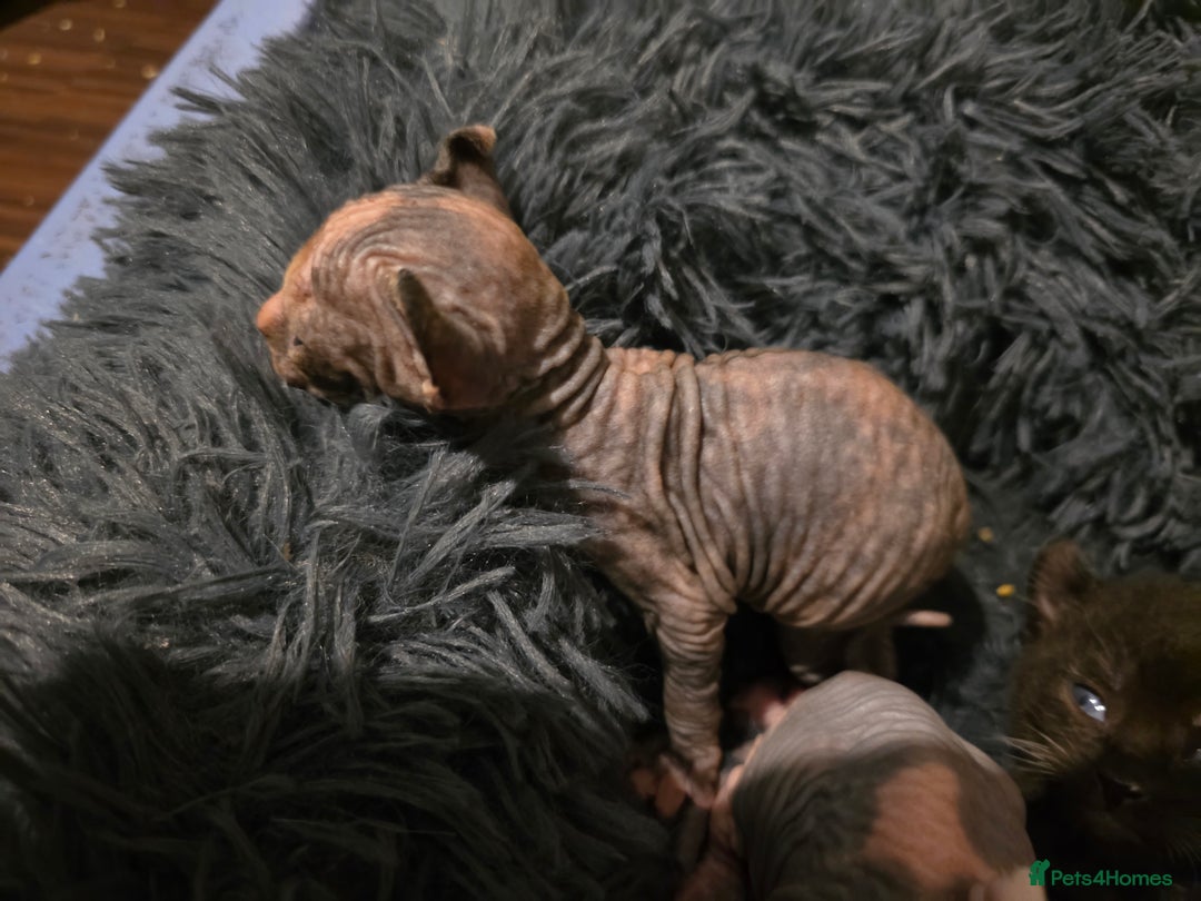 Mixed Breed cats for sale: Beautiful Female Kitten – Sphynx x Devon Rex Cross - Advert 14