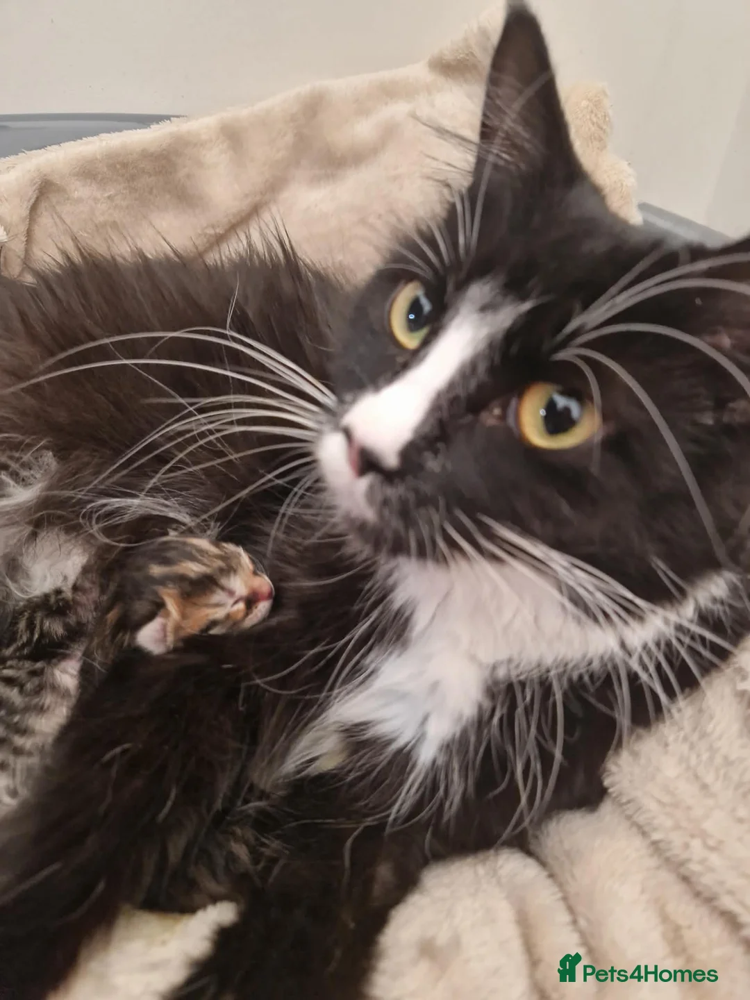 Mixed Breed cats for sale: Maine coon cross Persian  - Advert 2