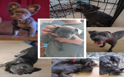 Mixed Breed dogs for sale: Pretty little girls  - Image 12