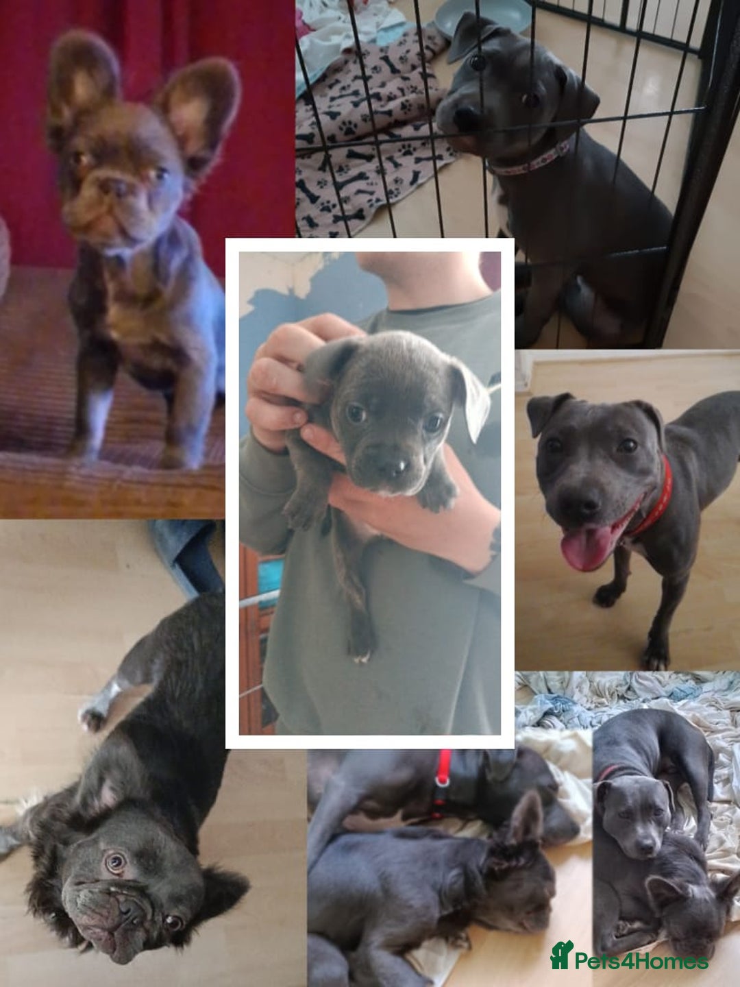 Mixed Breed dogs for sale: Pretty little girls  - Image 12