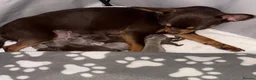 Chihuahua dogs for sale:  LAST LITTLE PRINCE LOOKING FOR HIS FOREVER HOME - Advert 1