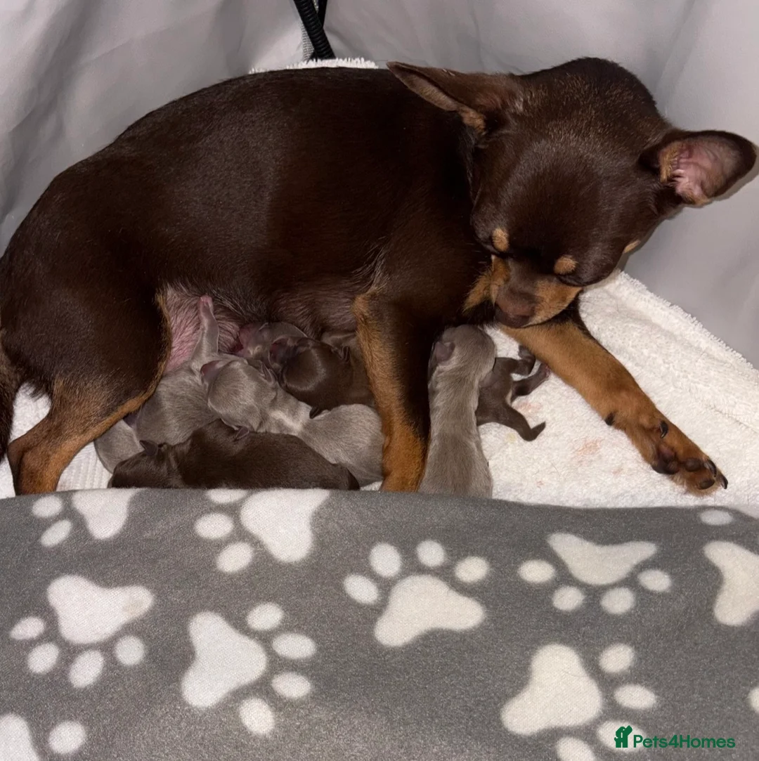 Chihuahua dogs for sale:  LAST LITTLE PRINCE LOOKING FOR HIS FOREVER HOME - Advert 1