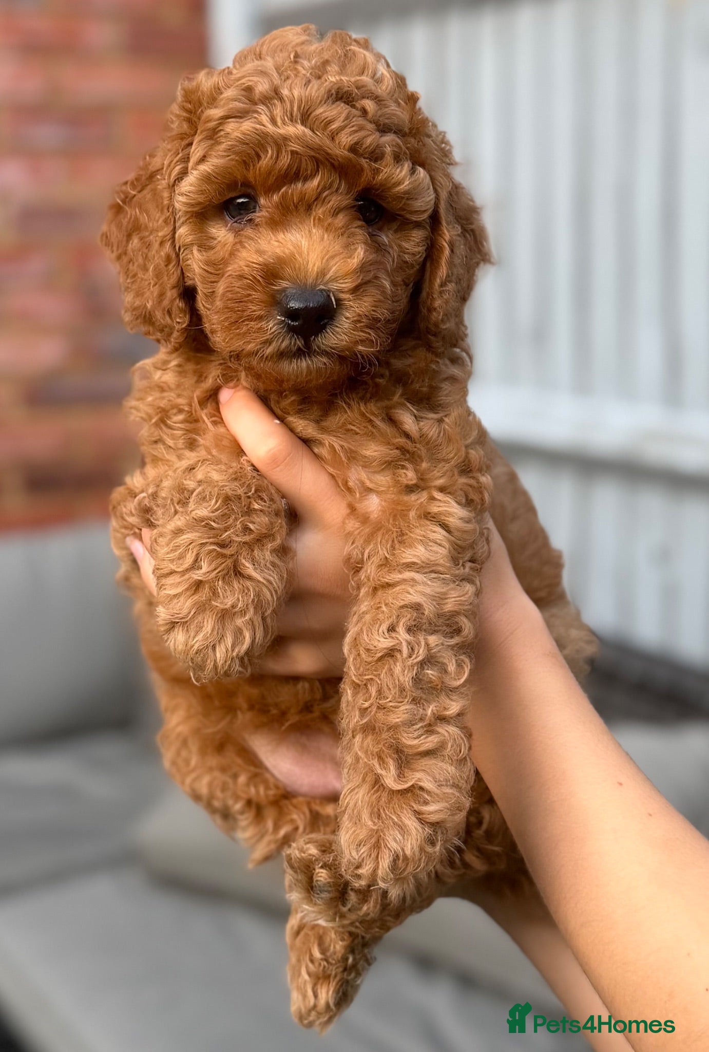 Cavapoo dogs F1BB Red Toy Cavapoos  - Advert 14