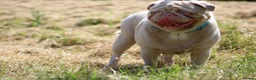 Pug dogs for stud: Pink pug stud  - Advert 4