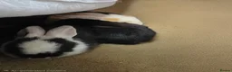 Continental Giant rabbits for sale: Beautiful giant rabbits  - Advert 1