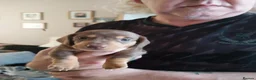 Dachshund dogs for sale: Beautiful dashound puppies for sale in Cardiff - Advert 6