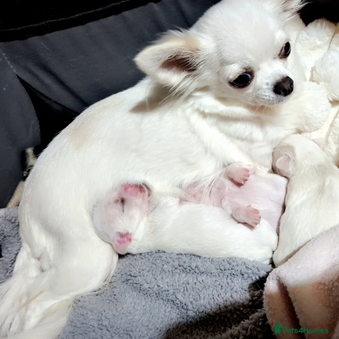 Chihuahua dogs for sale: X3 long haired Chihuahuas  - Advert 1
