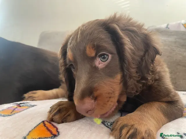 Cocker Spaniel dogs for sale: Tri working cocker spaniel girl - Advert 12
