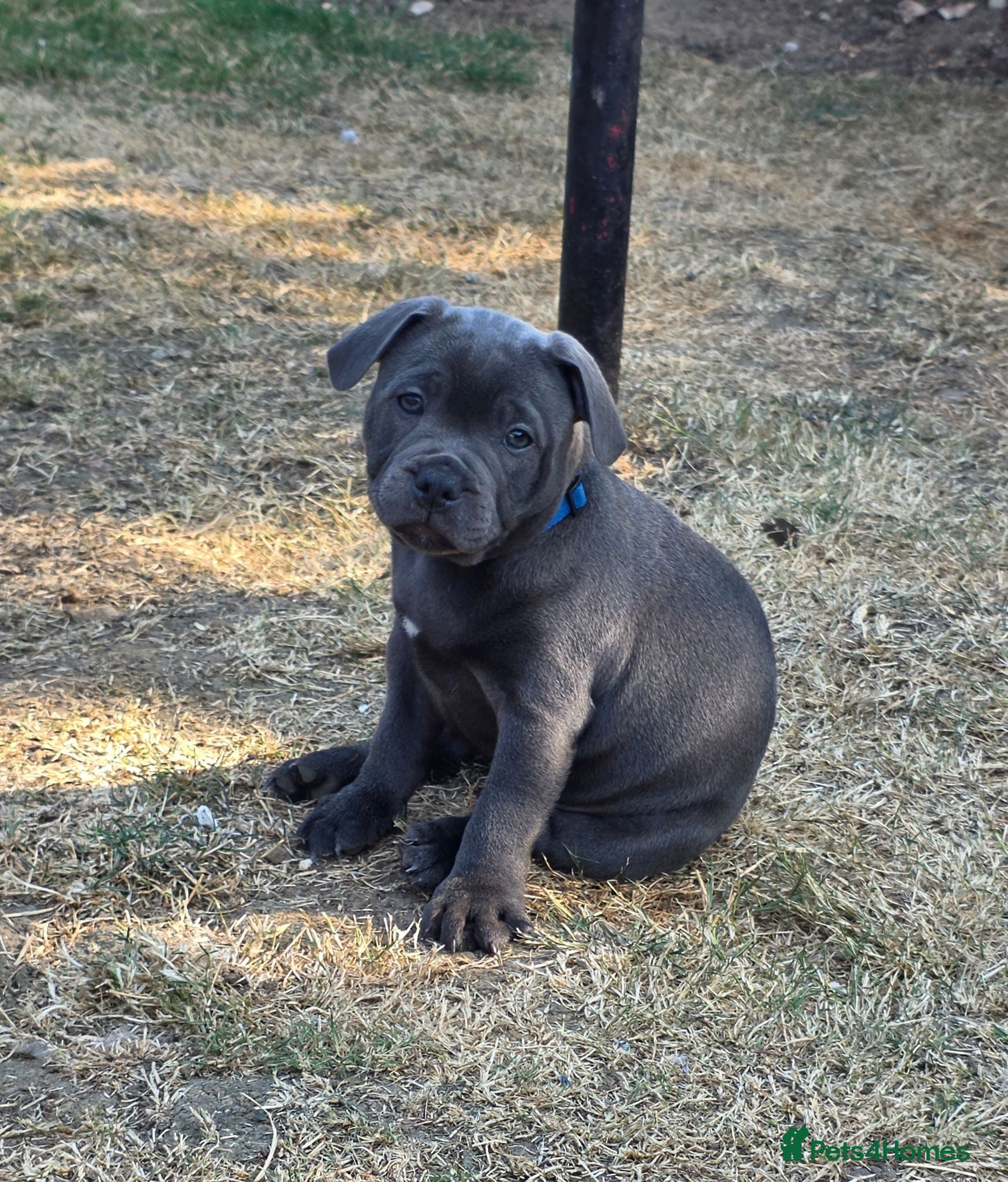 Staffordshire Bull Terrier dogs Stunning Blue Staffordshire Bull terrier puppy's  - Advert 18