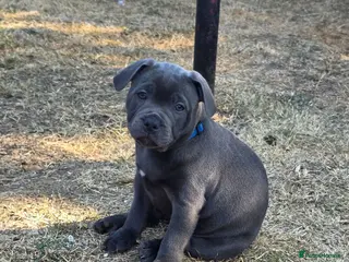 Staffordshire Bull Terrier dogs Stunning Blue Staffordshire Bull terrier puppy's - Advert 18