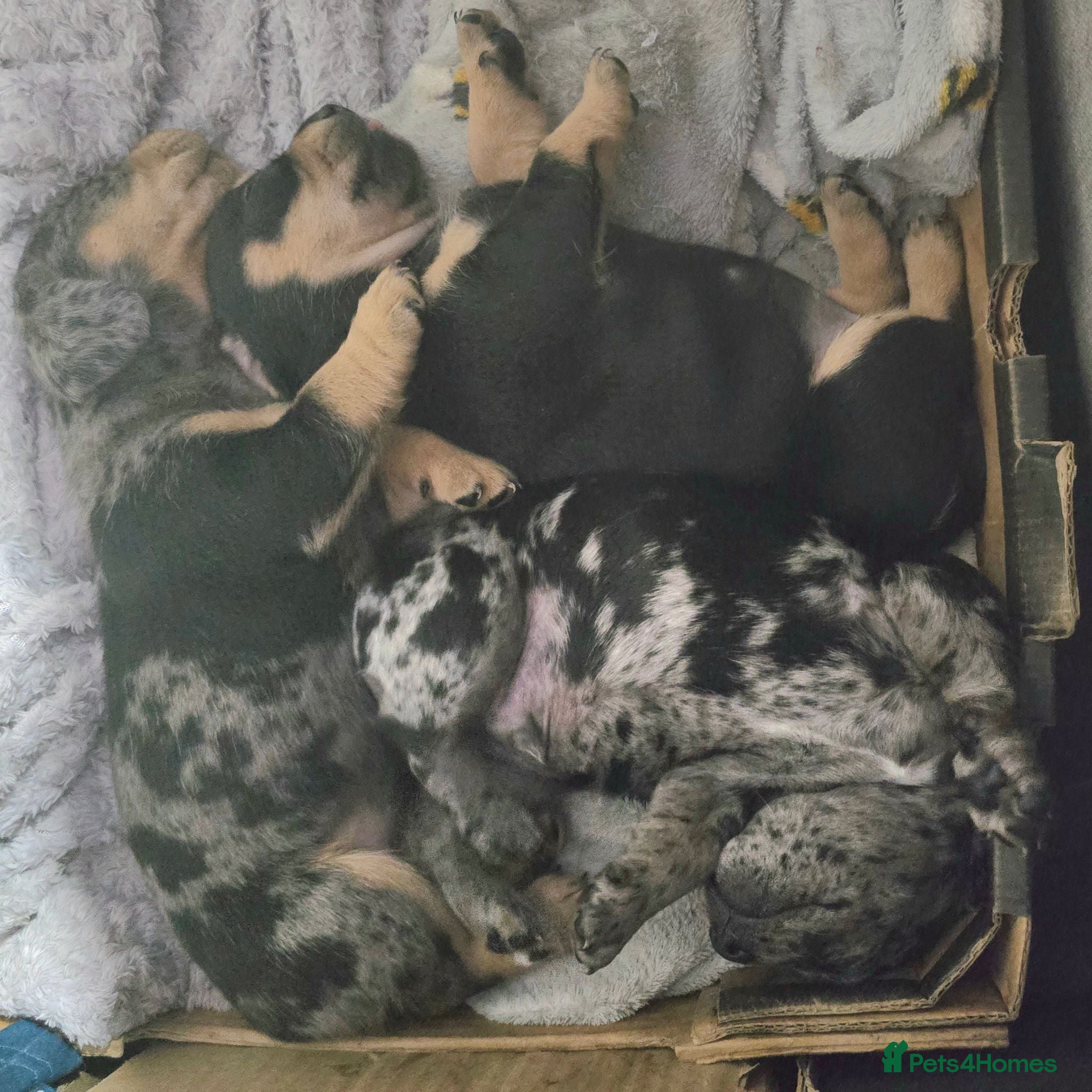 Mixed Breed dogs 🐾 3 gorgeous Miniature French Weiner puppies 🐾  - Advert 2