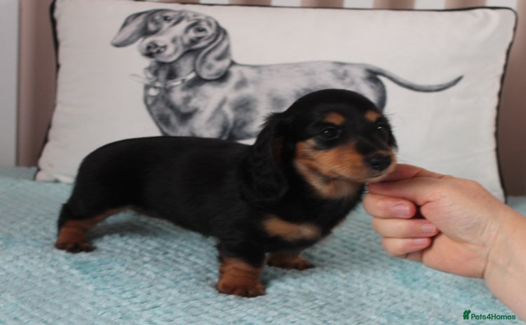 Dachshund dogs - Advert 3