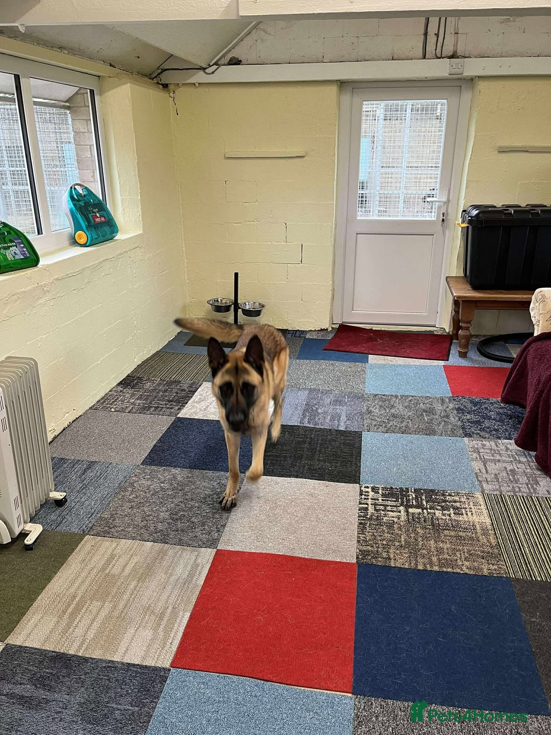 Mixed Breed dogs for adoption: Handsome CEDRIC - Advert 10