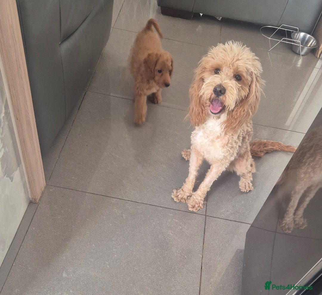 Cockapoo dogs for sale: Last f1B girl ready now - fully vac - Image 8