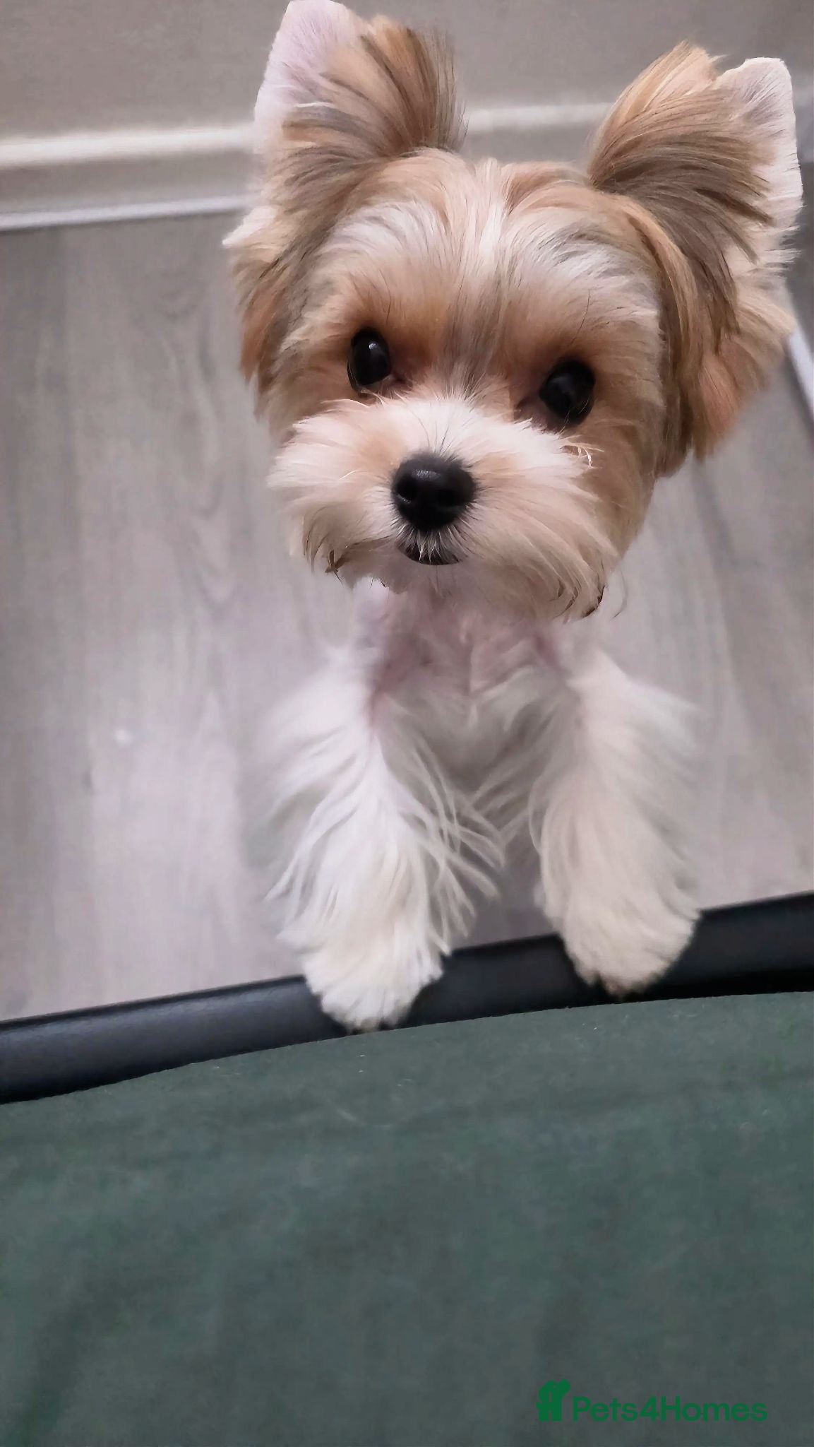 Yorkshire Terrier dogs Tiny Biewer terrier puppy - Advert 2
