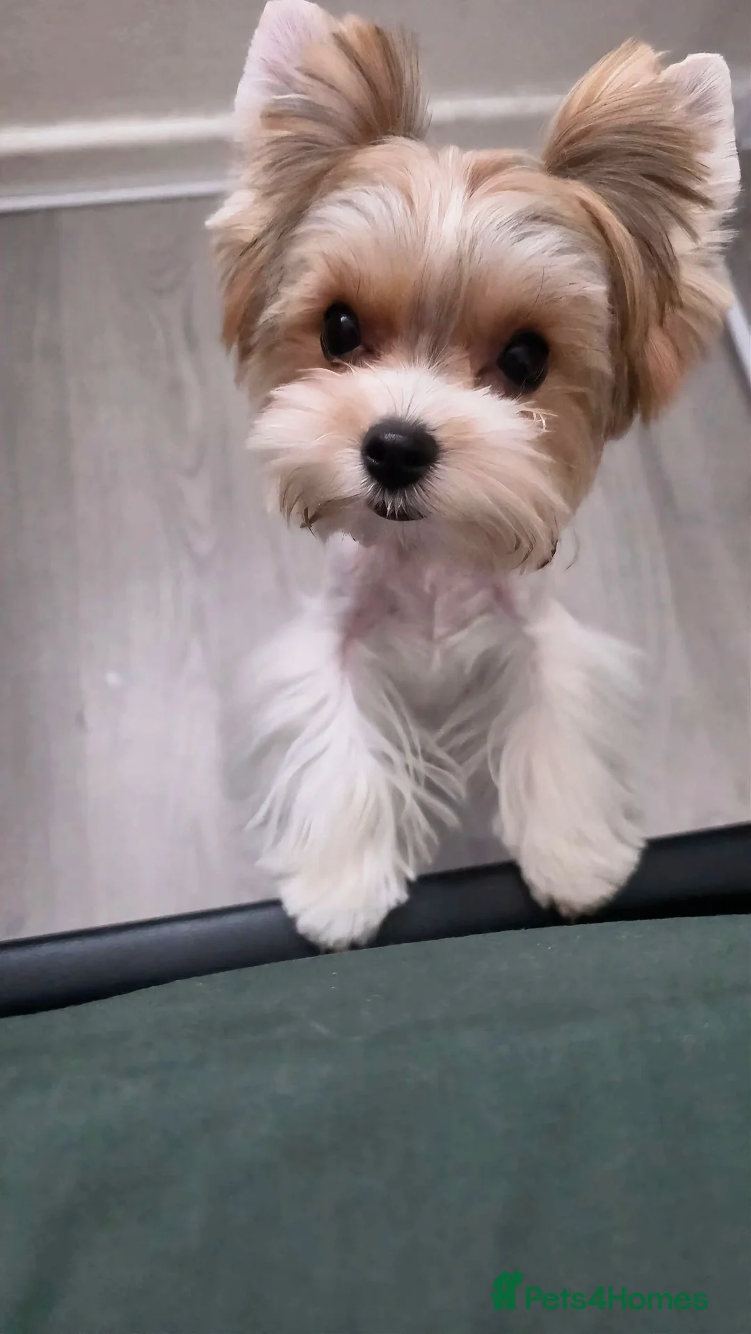 Yorkshire Terrier dogs for sale: Tiny Biewer terrier puppy - Advert 2