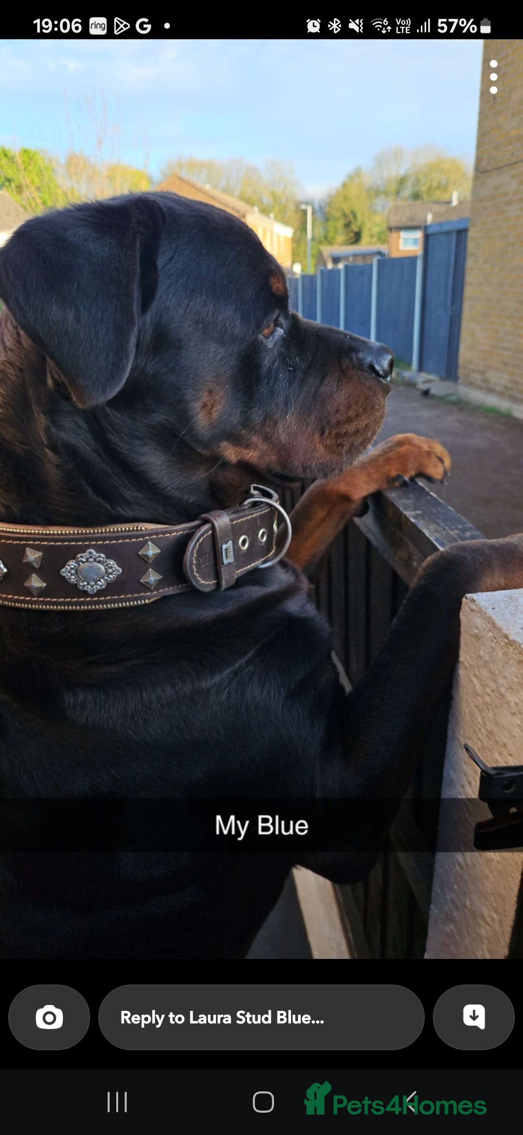 Rottweiler dogs for sale: Chunky Rottweiler Puppies DUE SOON  - Image 13