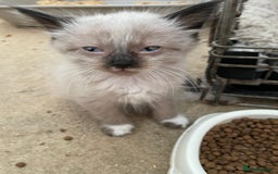 Mixed Breed cats for sale: Ragdoll x maincoon kittens available now - Image 9