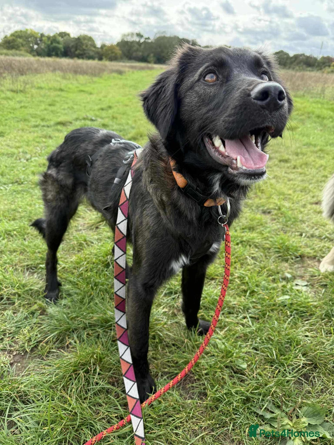 Mixed Breed dogs for adoption: 🐾 Meet Zoya – A Gentle, Goofy Girl - Image 3