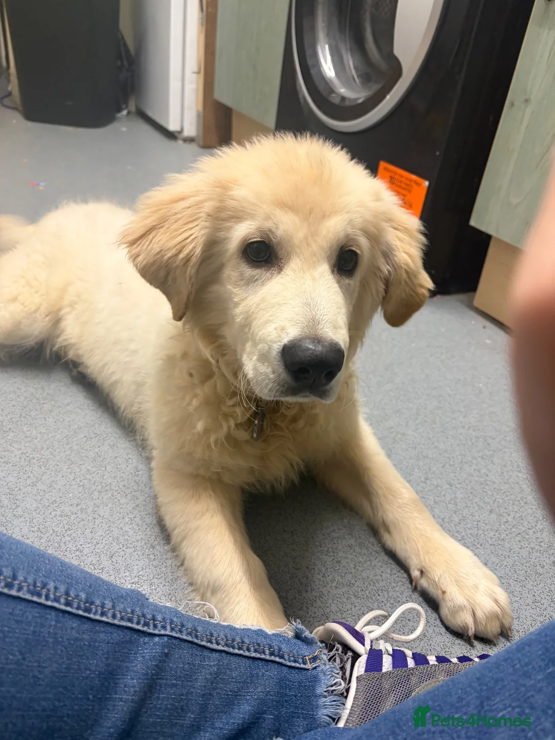 Golden Shepherd dogs for sale: LOKI - Golden Shepherd puppy. Reluctant sale in Market Harborough - Advert 1