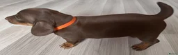 Miniature Dachshund dogs for sale: Miniature dachshund  - Advert 10