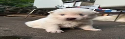 Japanese Akita Inu dogs for sale: 6 cute puppies in Birmingham - Advert 9