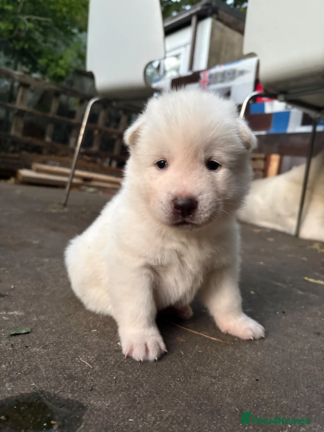 Japanese Akita Inu dogs for sale: 6 cute puppies in Birmingham - Advert 9