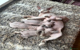 Sphynx cats for sale: Sphynx/ Bambino/ Elf Kittens - Image 10
