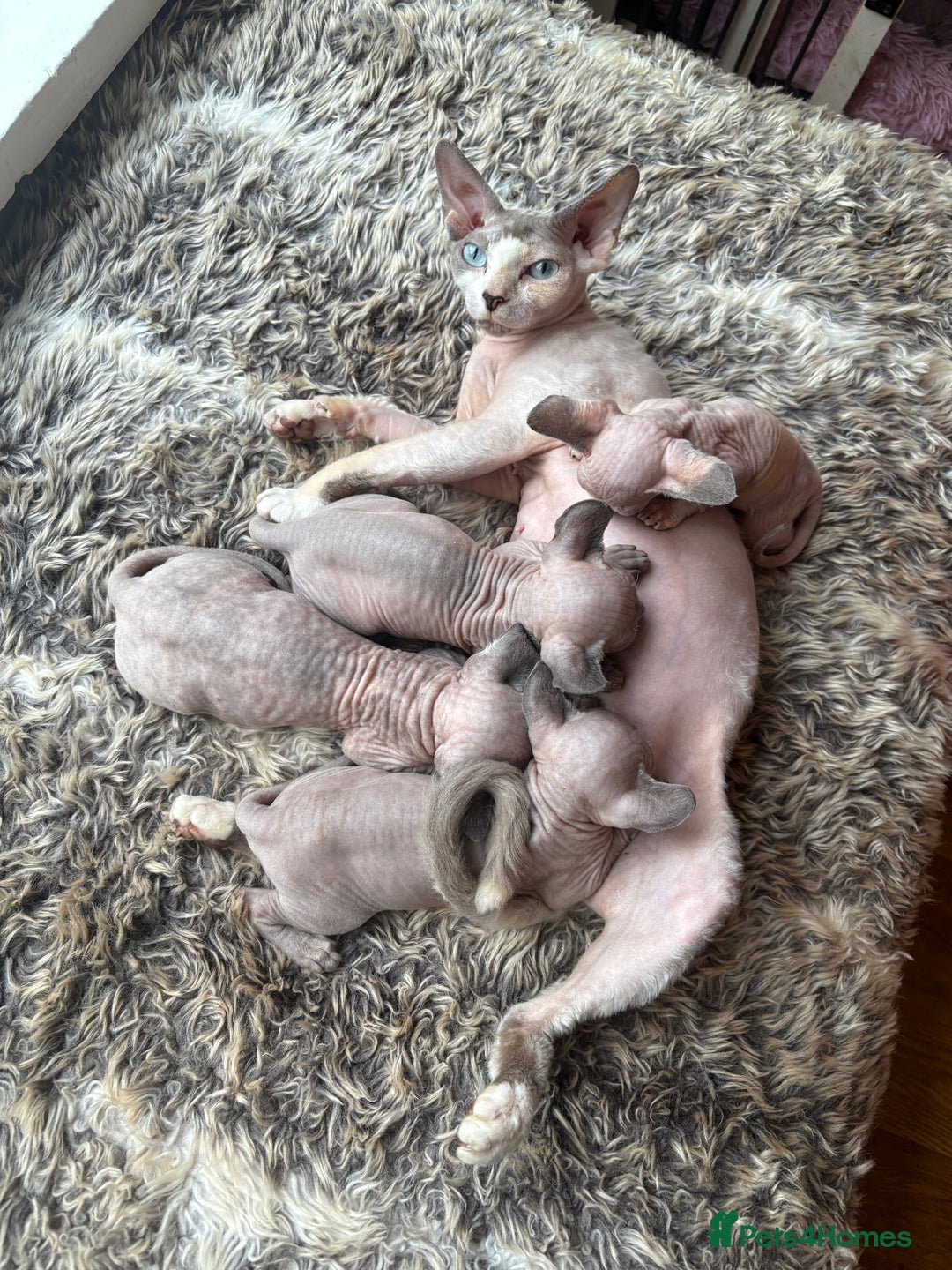 Sphynx cats for sale: Sphynx/ Bambino/ Elf Kittens - Image 10