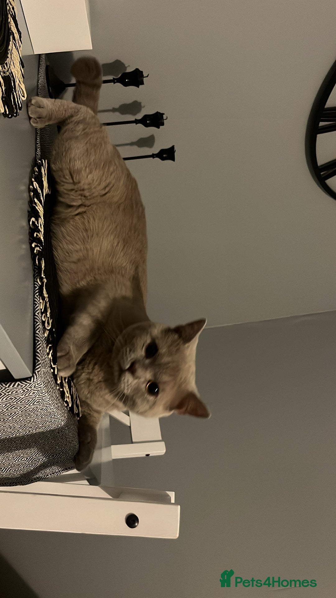 British Shorthair cats for sale: Male Leo  - Image 2