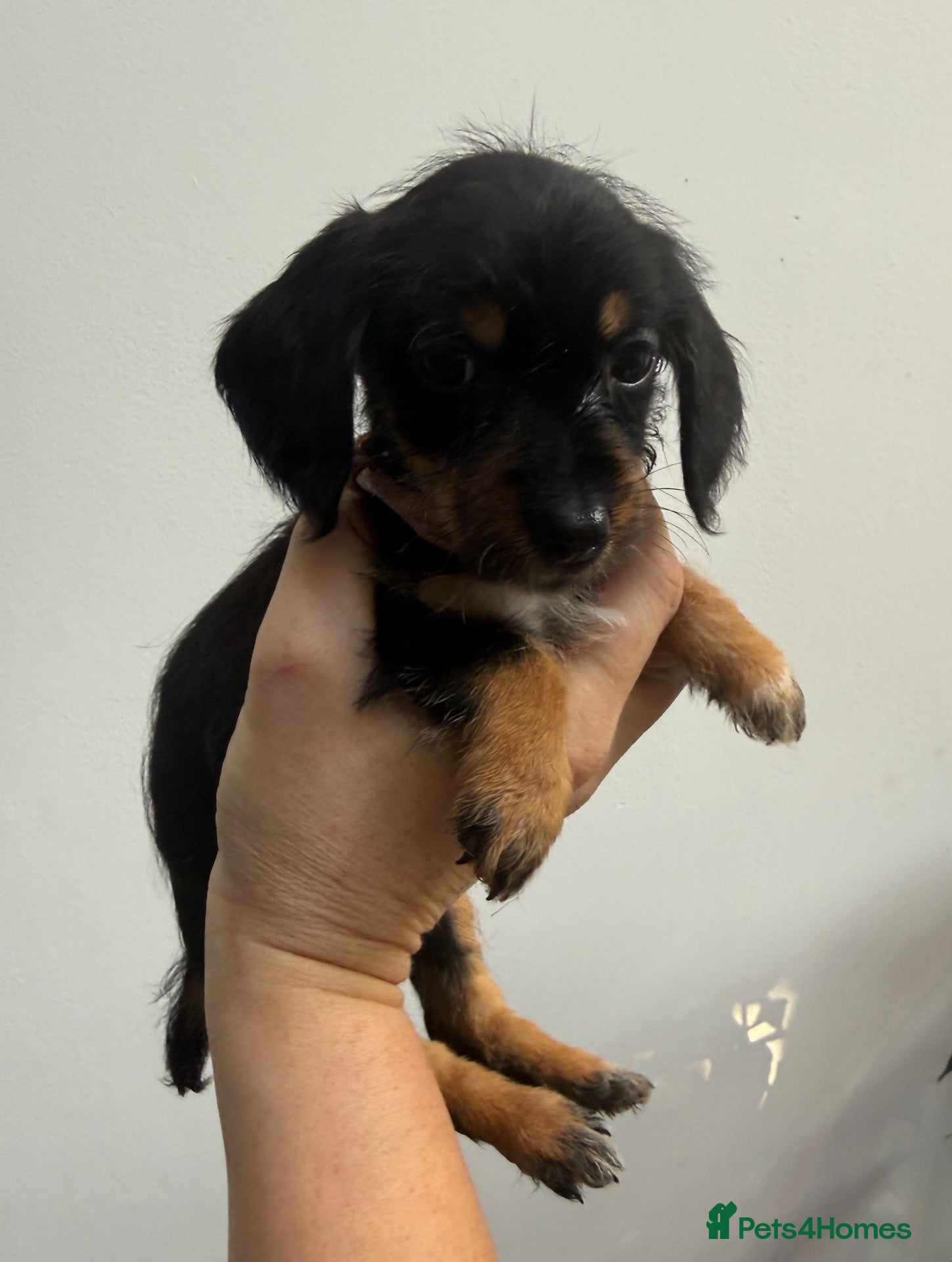 Doxiepoo dogs for sale: Very tiny DOXIEPOO puppies  - Advert 2