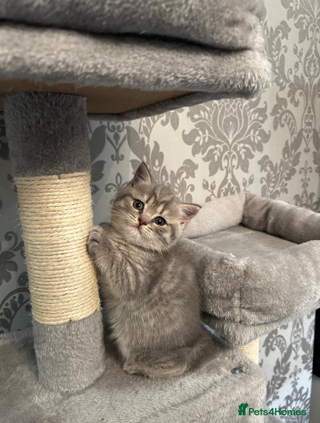 British Shorthair cats for sale: Gorgeous British shorthair kittens  - Advert 1