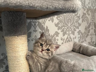 British Shorthair cats - Advert 35