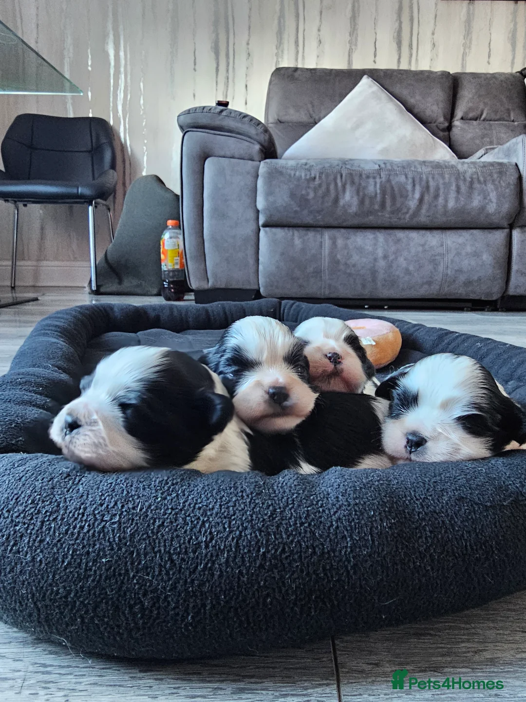 Lhasa Apso dogs for sale: Lhasa apso puppies fully KC REGISTERED  - Advert 9