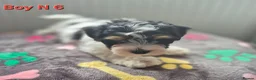 Biewer Terrier dogs for sale: Ready now Biewier terrier puppies  in Newark - Advert 2