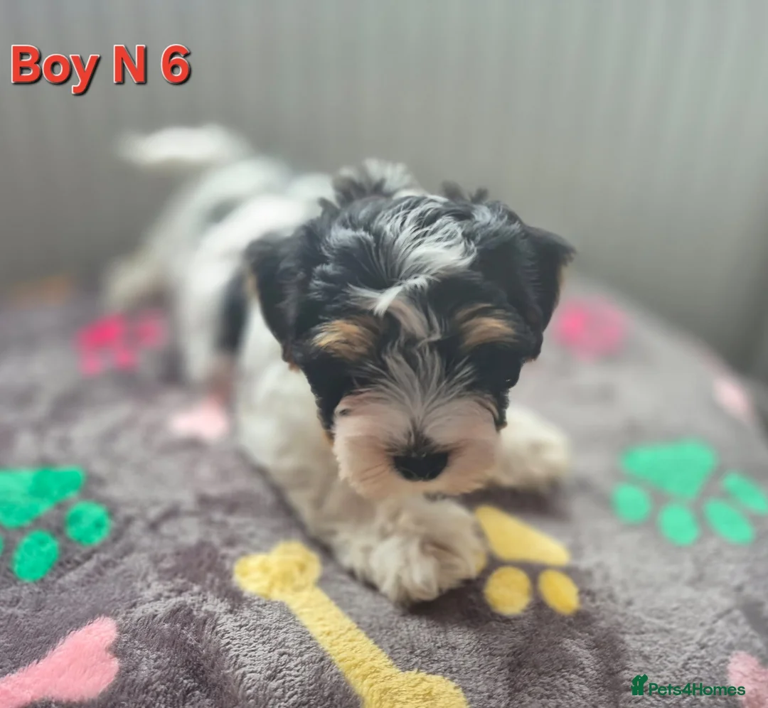 Biewer Terrier dogs for sale: Ready now Biewier terrier puppies  in Newark - Advert 2
