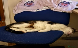 Mixed Breed cats for sale: Beautiful 2 year old female cat - Image 4