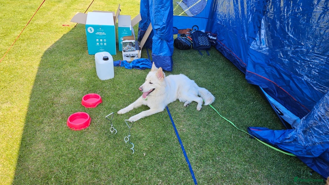 German Shepherd dogs for stud: White German Shepherd for stud - Image 3