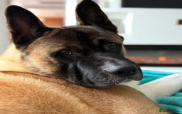 Akita dogs for stud: Akita Stud – Strong, Loyal & Family Raised - Image 3