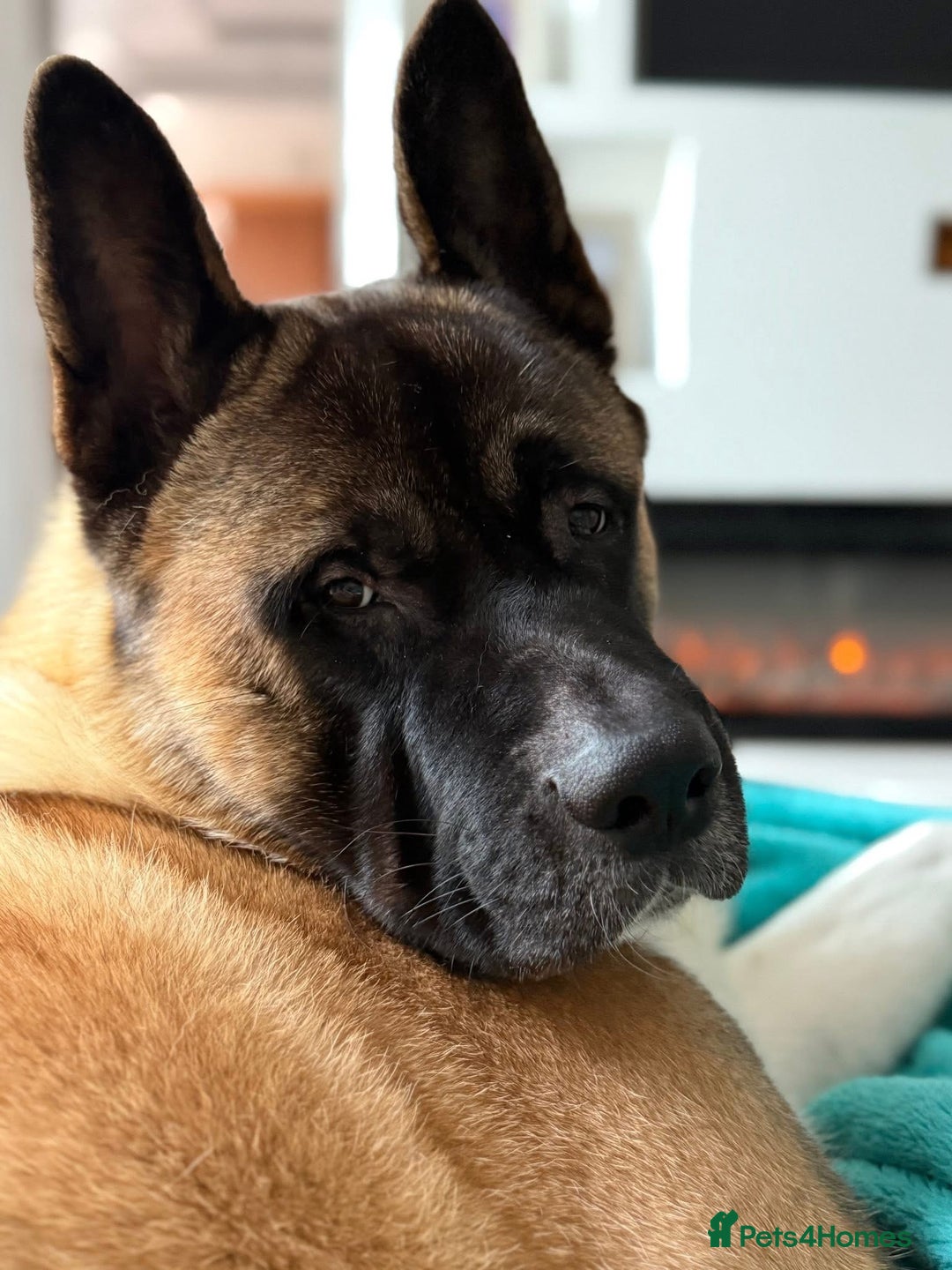 Akita dogs for stud: Akita Stud – Strong, Loyal & Family Raised - Image 3