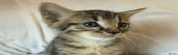 Mixed Breed cats for sale: Beautiful Bonded Tabby Boys – Reggie & Ronnie  - Advert 26