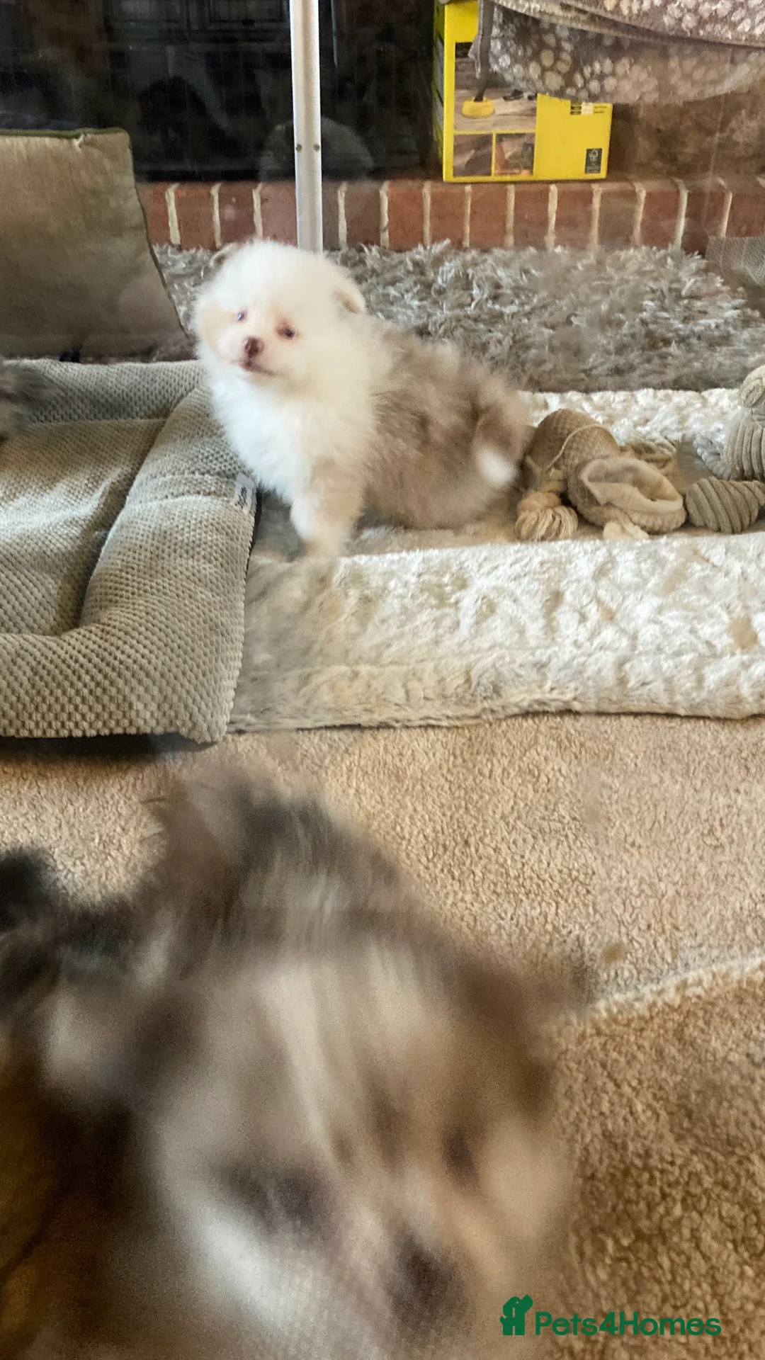 Pomeranian dogs for sale: Stunning litter of 6 Pomeranian Pups - Advert 15