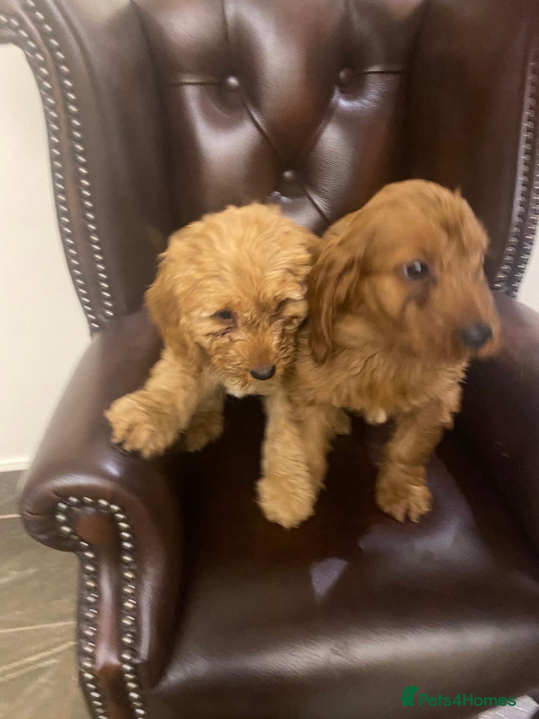 Cockapoo dogs for sale: Ready to leave cockerpoos  - Advert 10