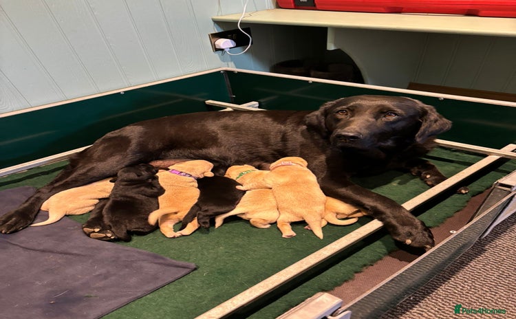 Labrador Retriever dogs - Advert 14