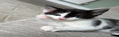 Domestic Shorthair Kitten 3
