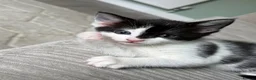 Domestic Shorthair cats for sale: Beautifull Kittens - Advert 8